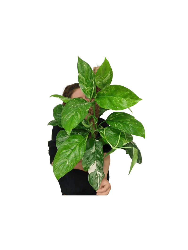 Monstera Lechleriana Variegata