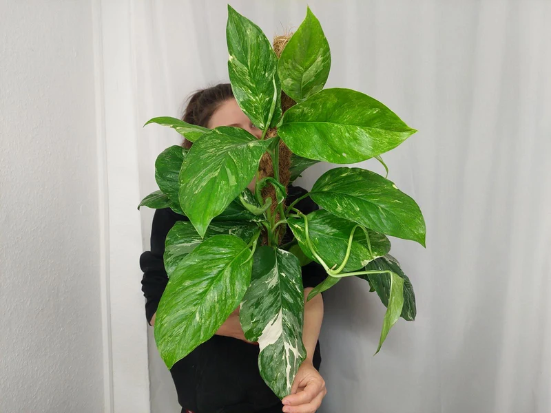 Monstera Lechleriana Variegata
