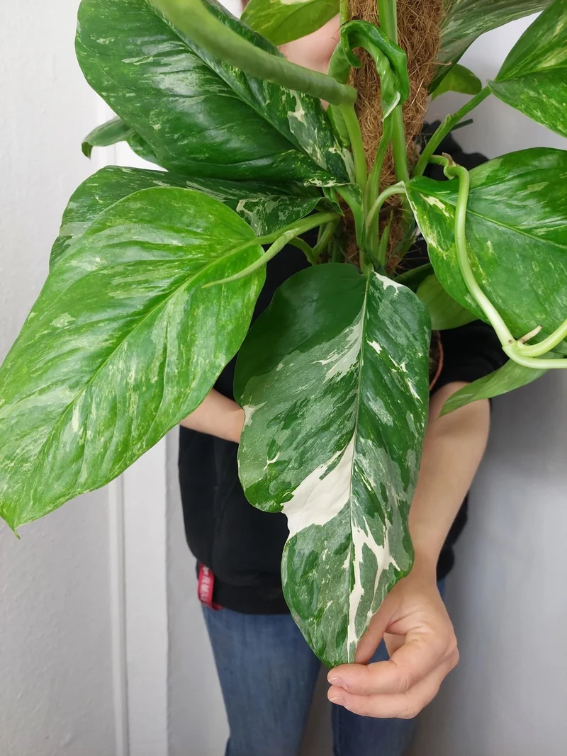 Monstera Lechleriana Variegata