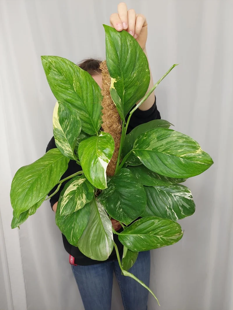 Monstera Lechleriana Variegata