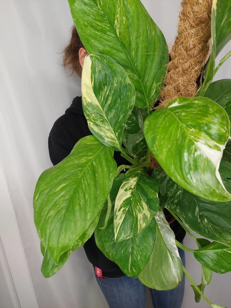 Monstera Lechleriana Variegata