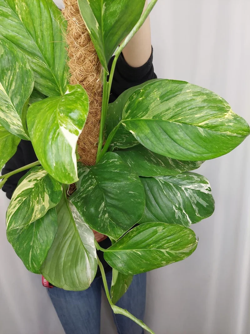 Monstera Lechleriana Variegata