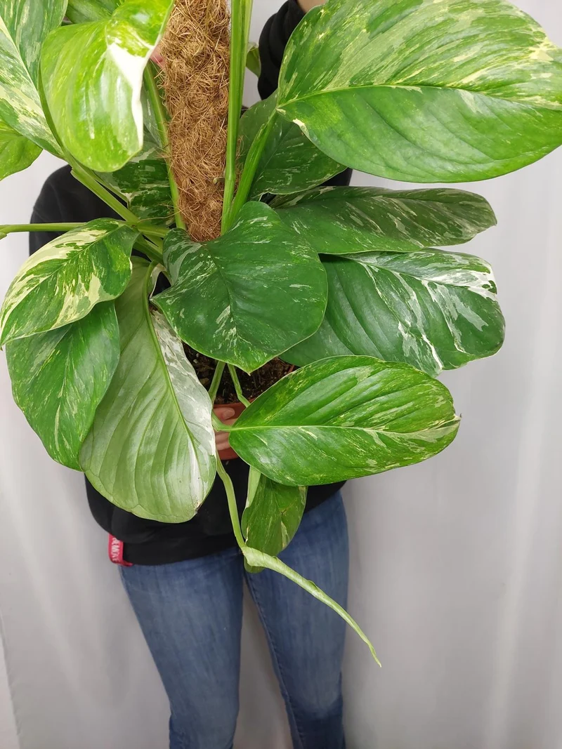 Monstera Lechleriana Variegata