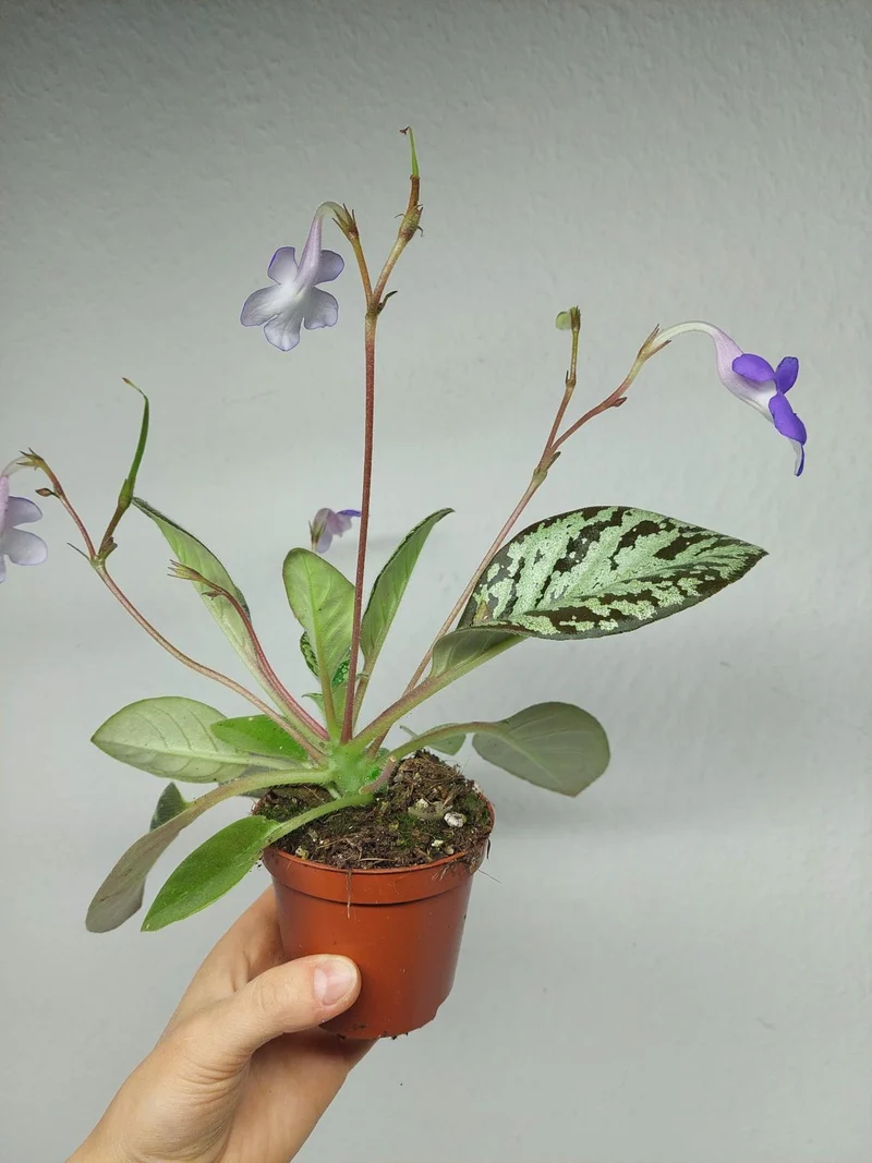 Michaelmoelleria Vietnamensis