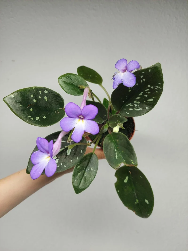 Michaelmoelleria Speckled