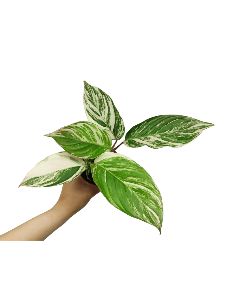 Calathea Glaza
