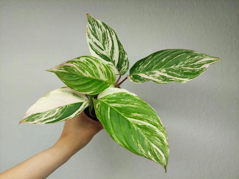 Calathea Glaza