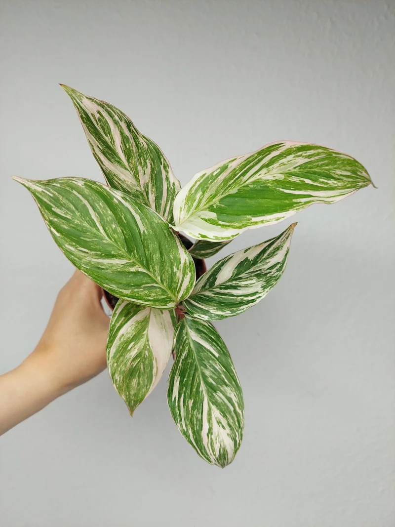 Calathea Glaza