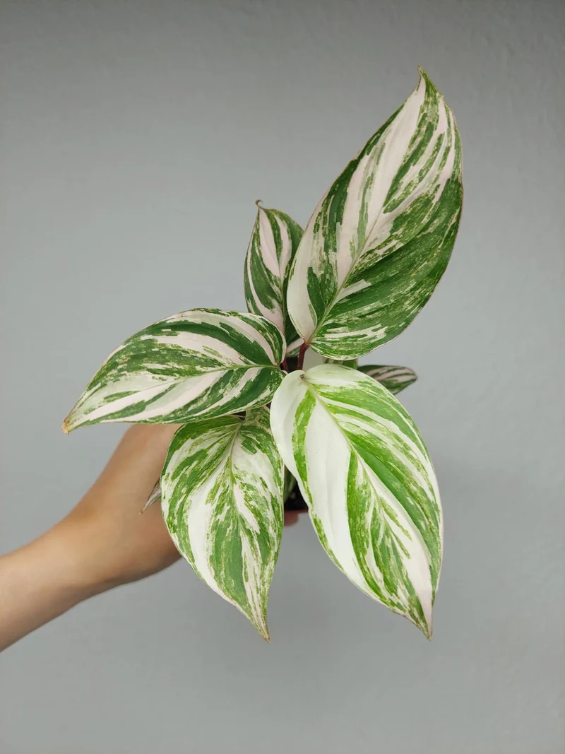 Calathea Glaza