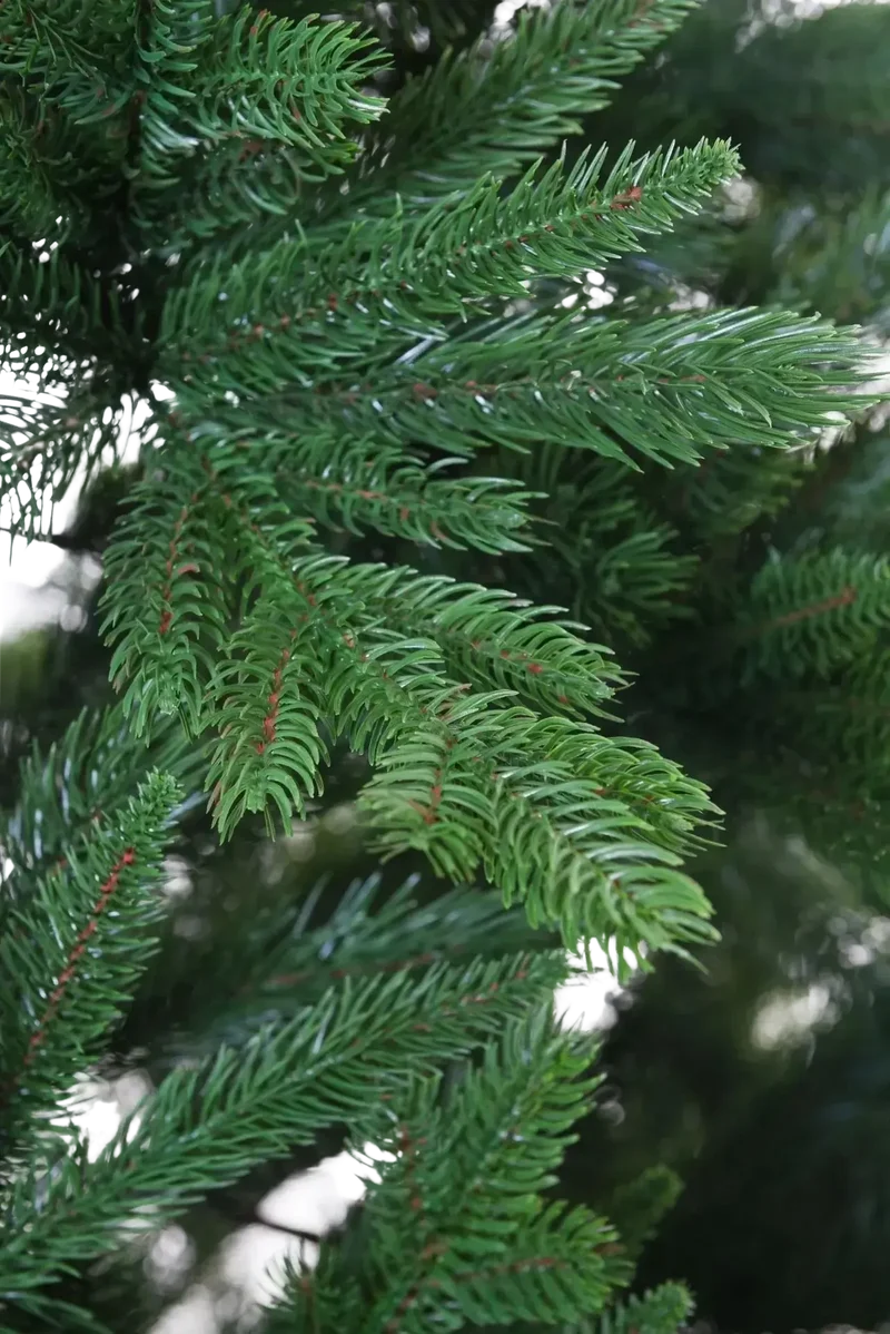 Künstlicher Weihnachtsbaum - Gabriel | 300 cm