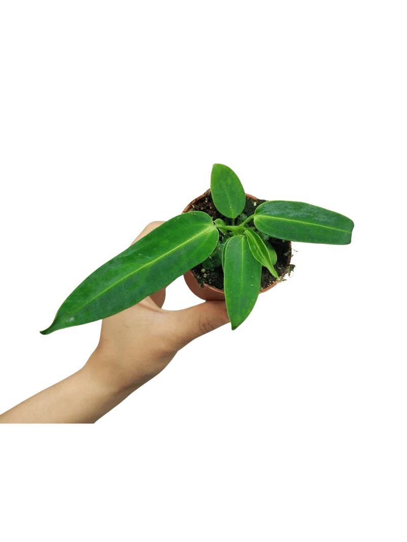 Anthurium Warocqueanum Baby