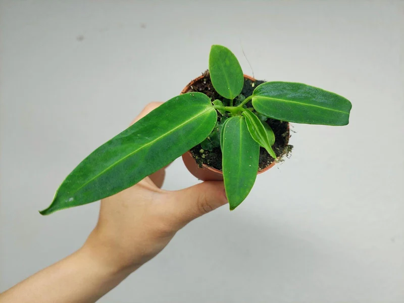 Anthurium Warocqueanum Baby