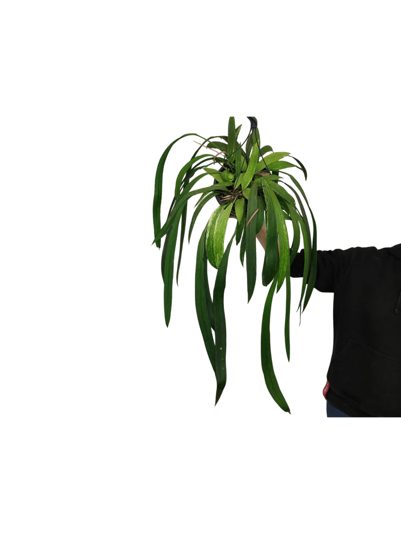 Anthurium Vittarifolium Aurea Variegata groß
