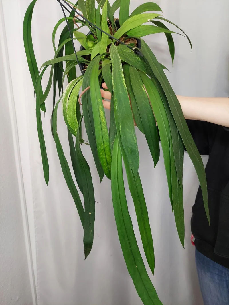 Anthurium Vittarifolium Aurea Variegata groß