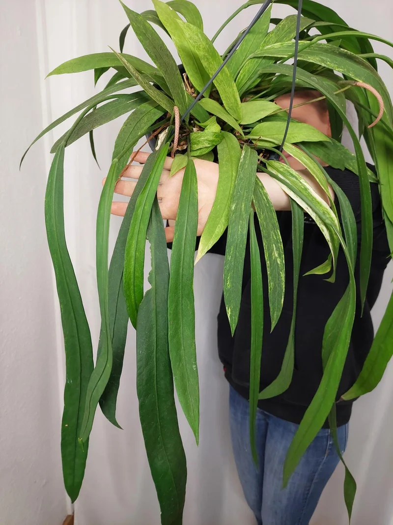 Anthurium Vittarifolium Aurea Variegata groß