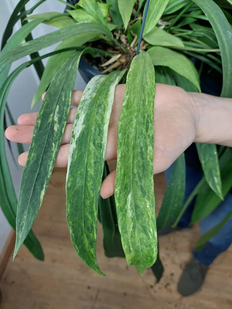Anthurium Vittarifolium Aurea Variegata groß