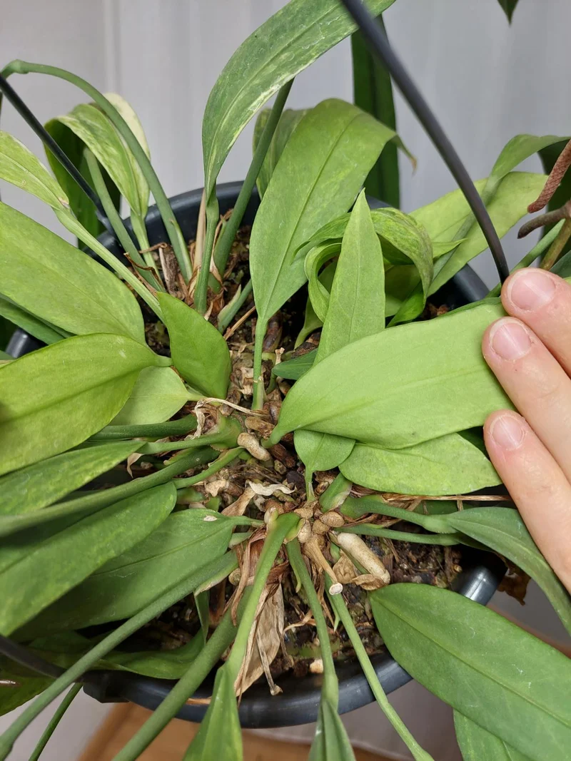 Anthurium Vittarifolium Aurea Variegata groß