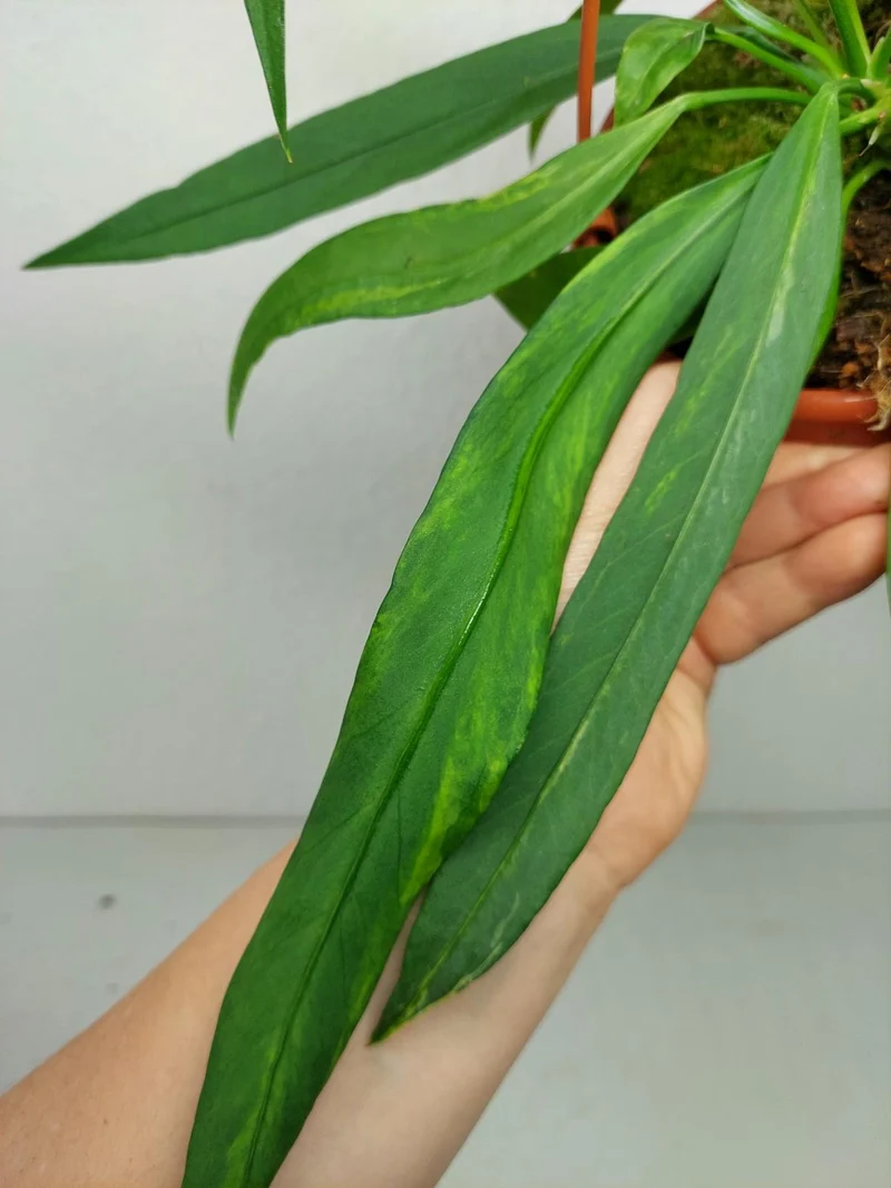 Anthurium Vittarifolium Aurea Variegata groß