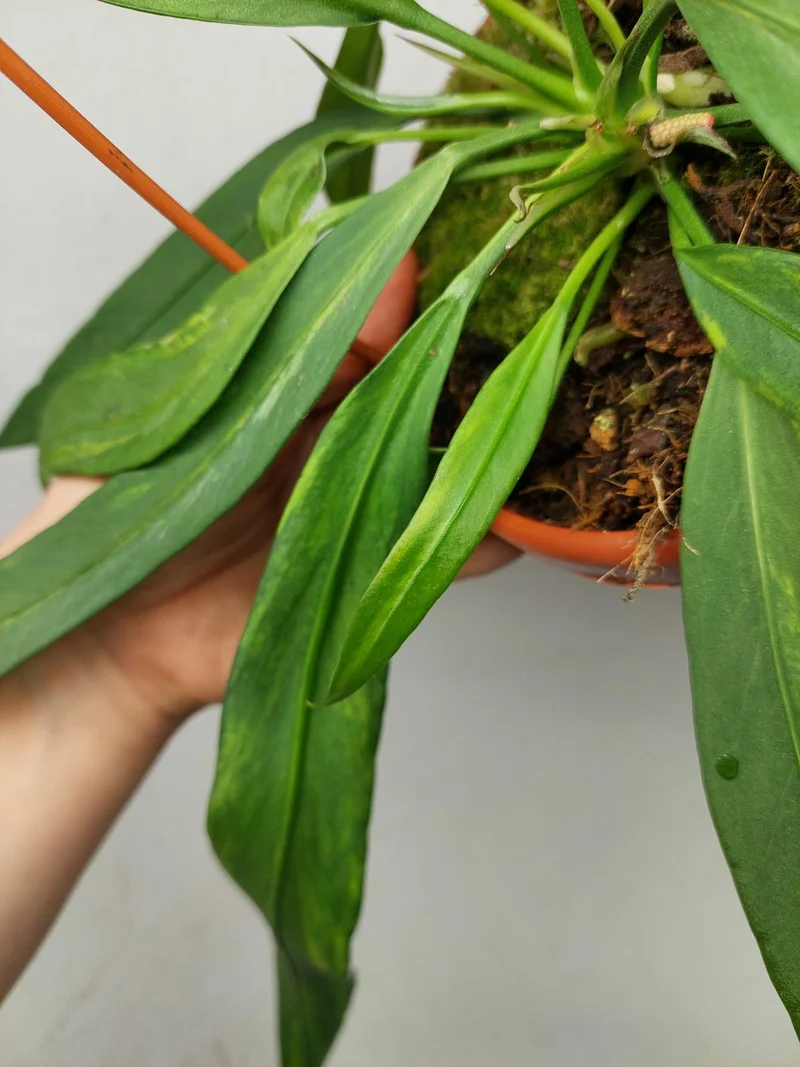 Anthurium Vittarifolium Aurea Variegata groß