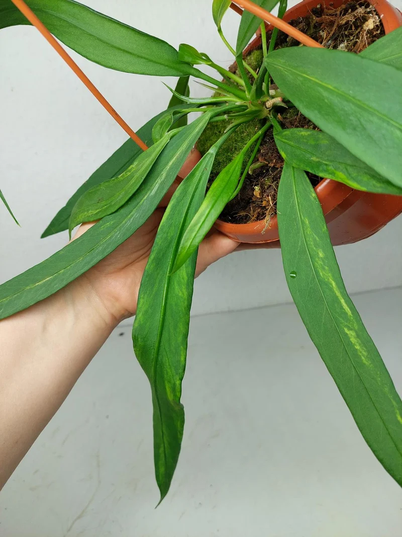 Anthurium Vittarifolium Aurea Variegata groß