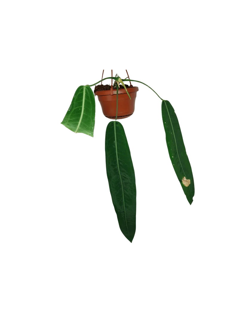 Anthurium Pallidiflorum
