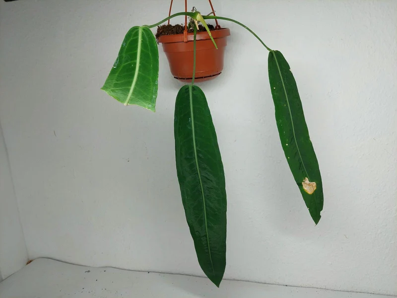 Anthurium Pallidiflorum