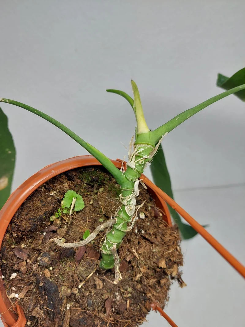 Anthurium Pallidiflorum