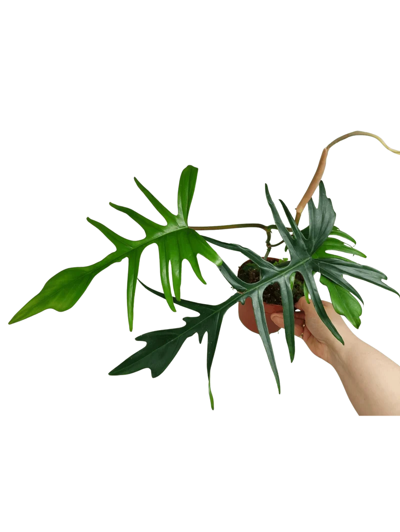 Philodendron Florida Beauty x Tortum