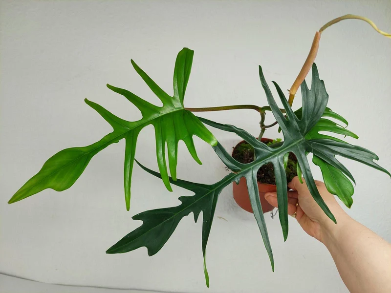 Philodendron Florida Beauty x Tortum