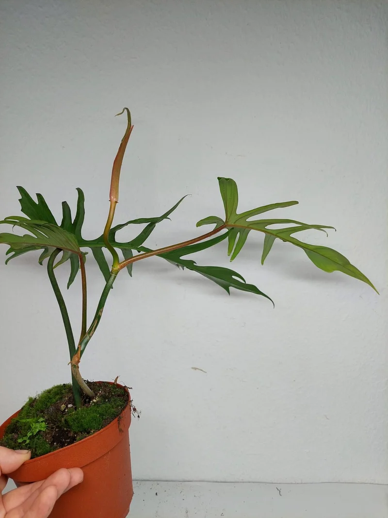Philodendron Florida Beauty x Tortum