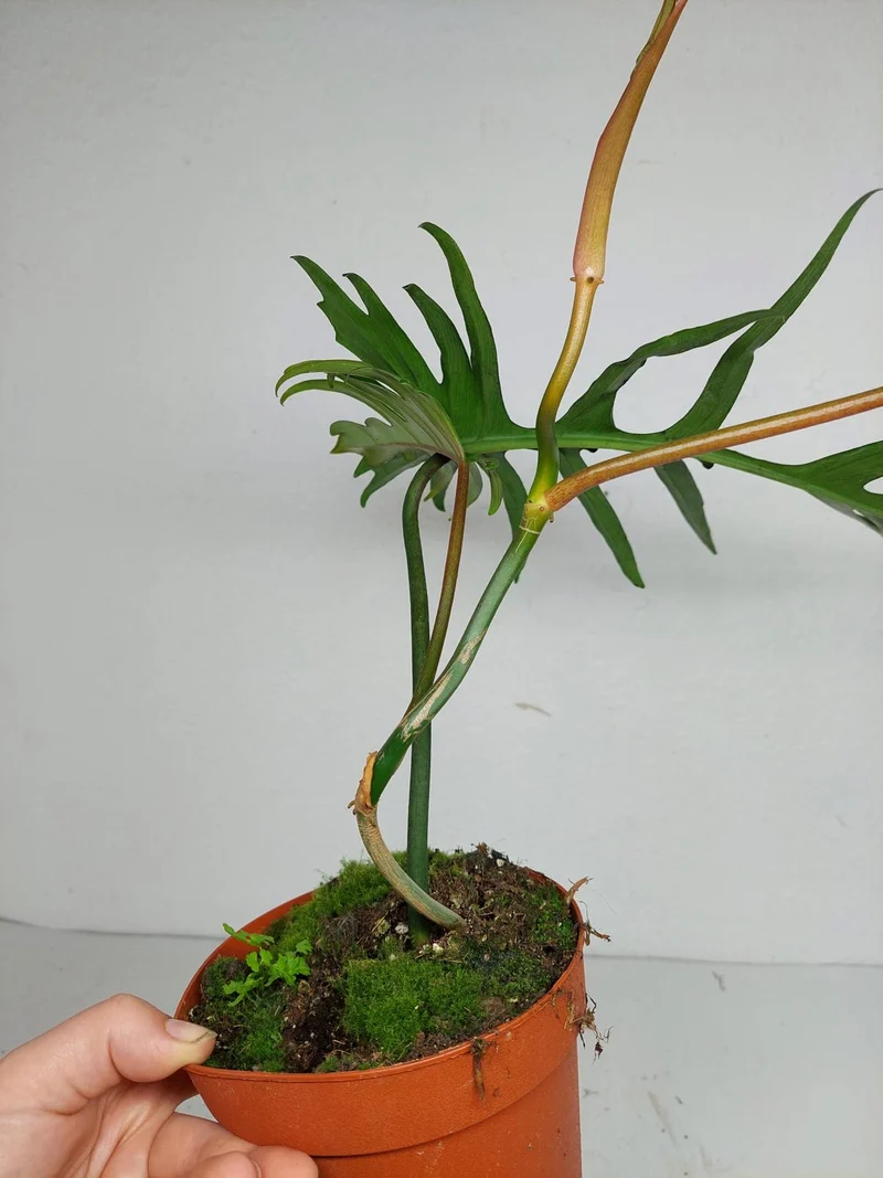 Philodendron Florida Beauty x Tortum