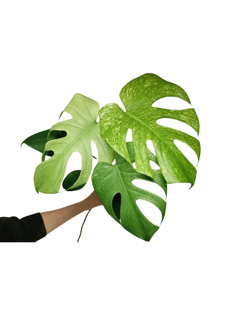 Monstera Mint