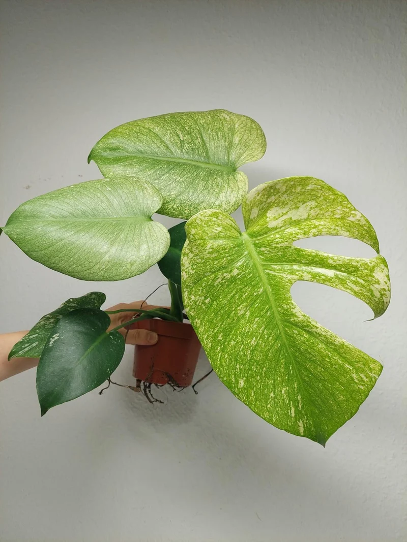Monstera Mint