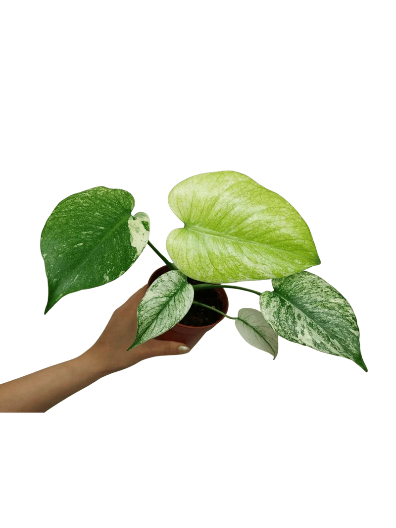 Monstera Mint