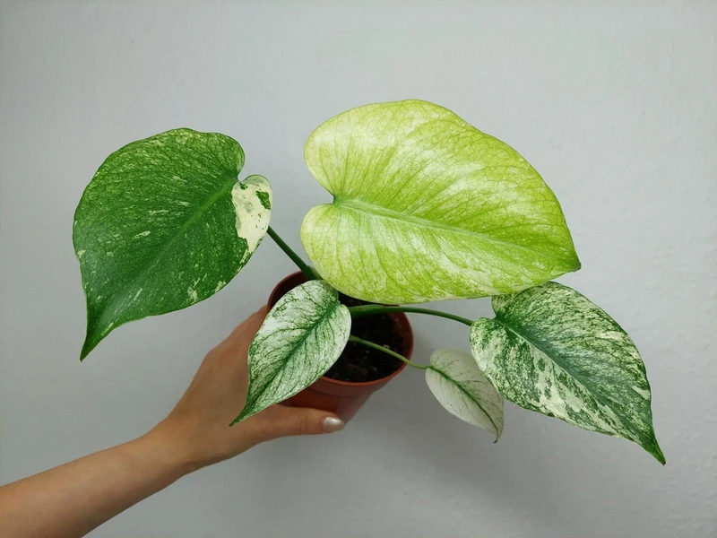Monstera Mint