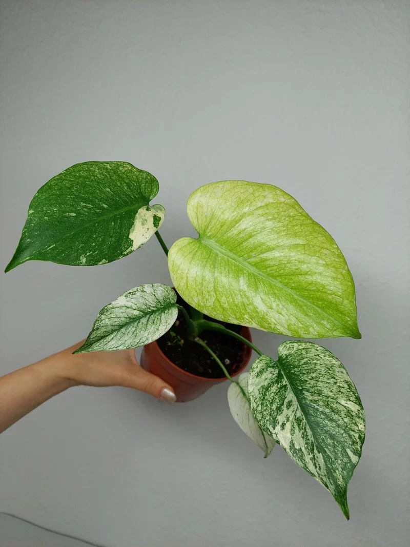 Monstera Mint