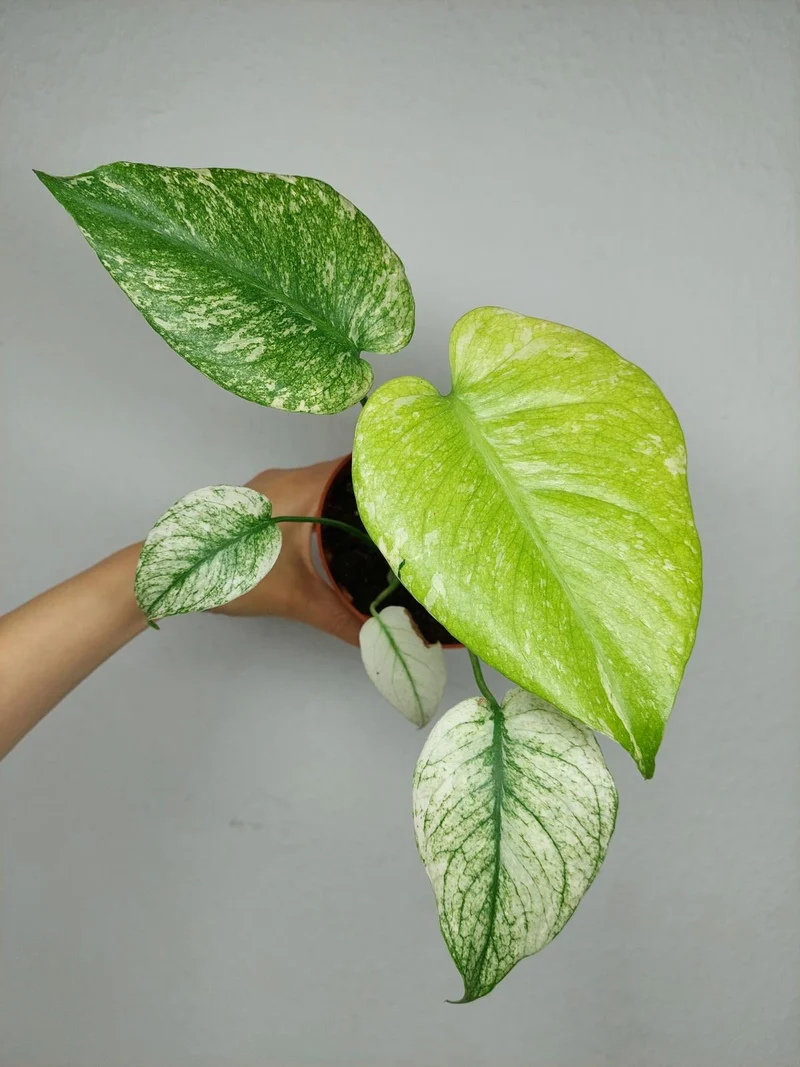 Monstera Mint