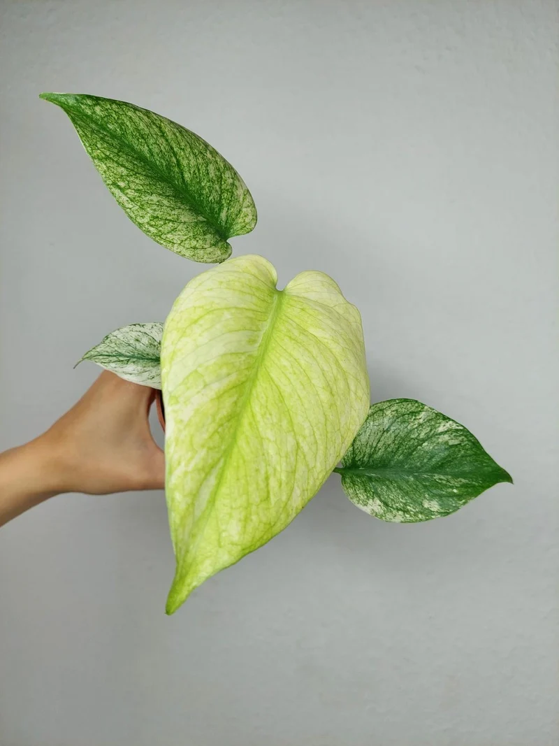 Monstera Mint