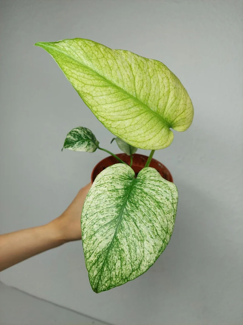 Monstera Mint
