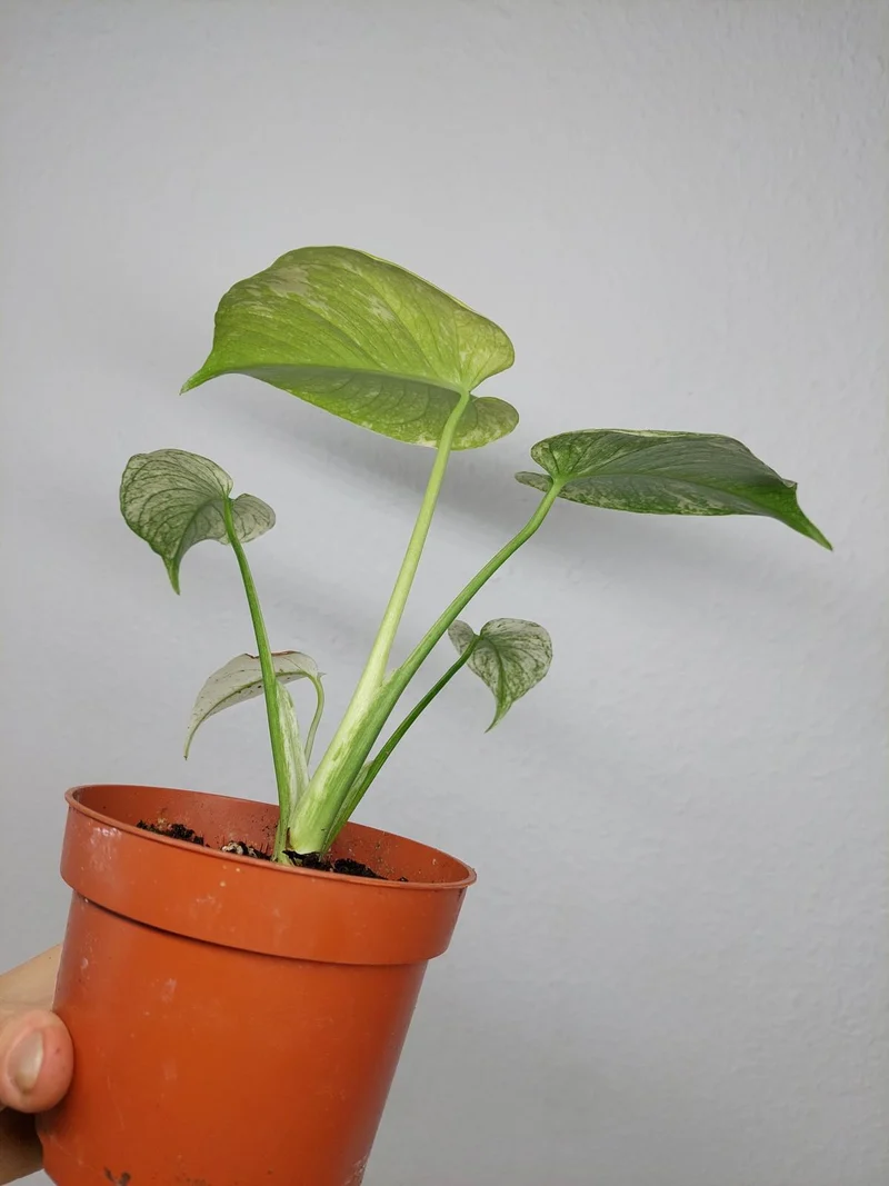 Monstera Mint