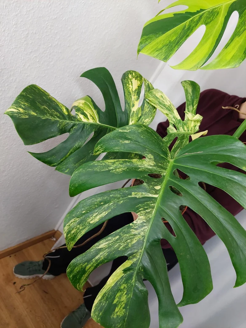 Monstera Aurea