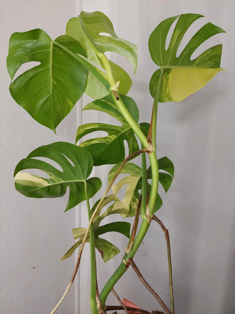 Monstera Aurea