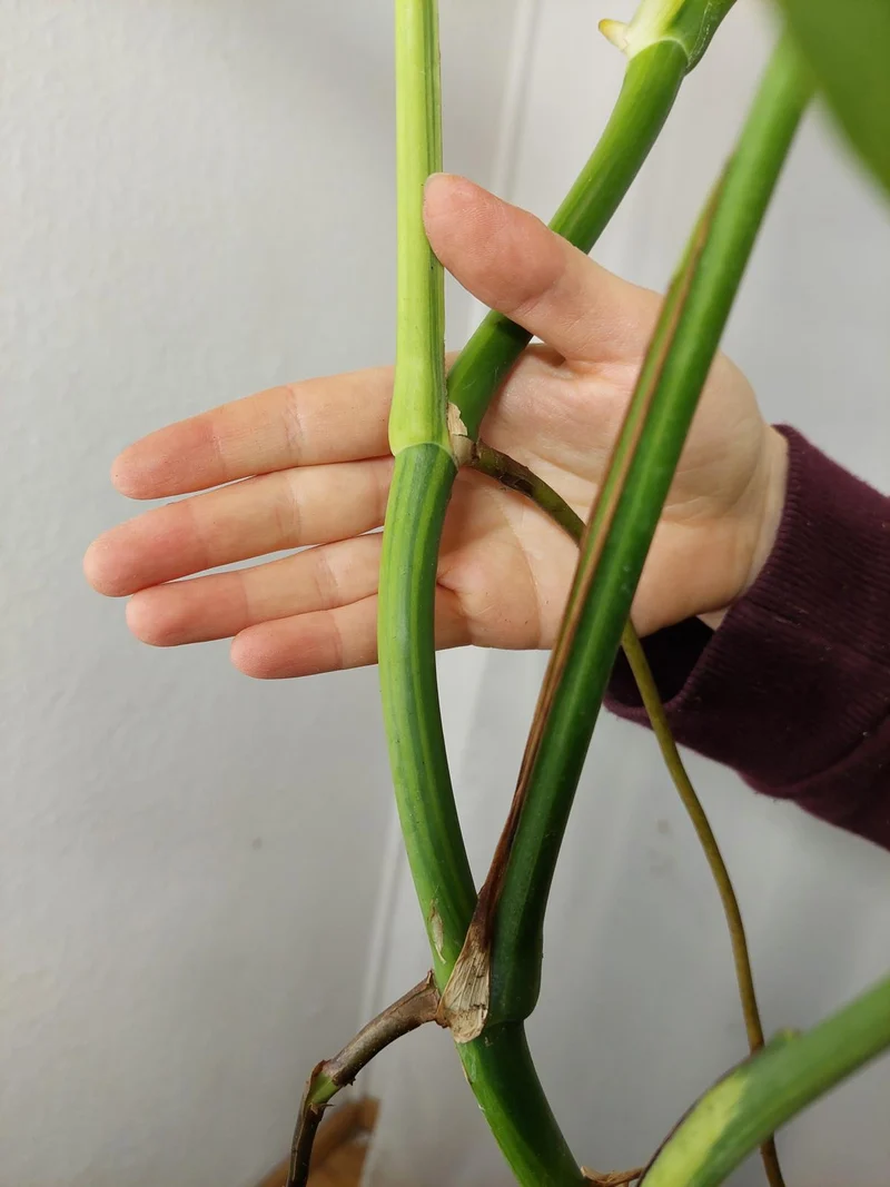 Monstera Aurea