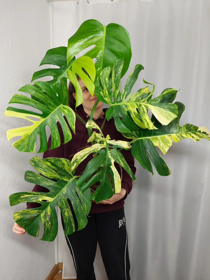 Monstera Aurea