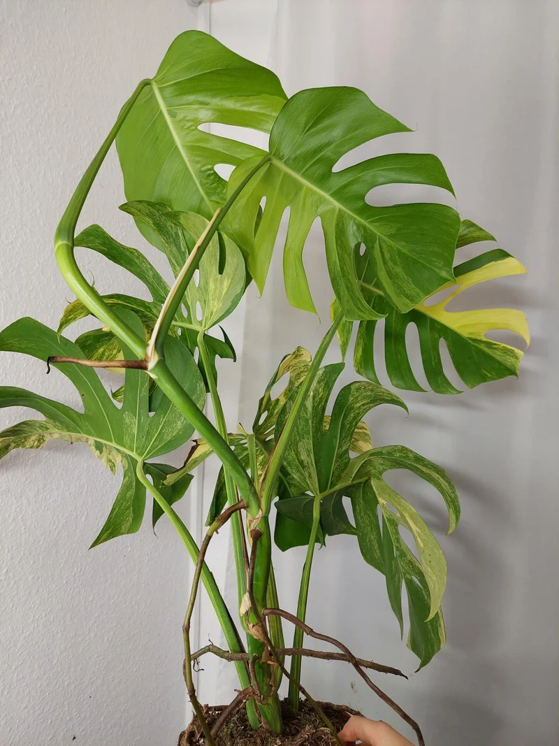 Monstera Aurea