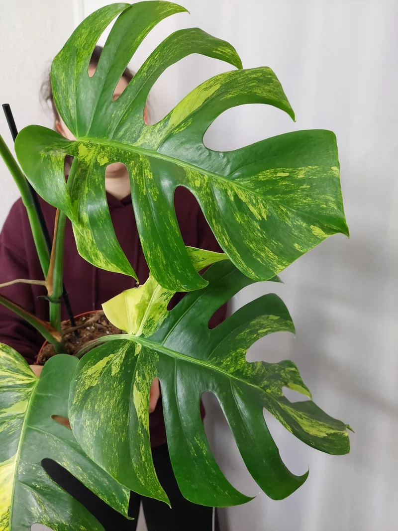 Monstera Aurea