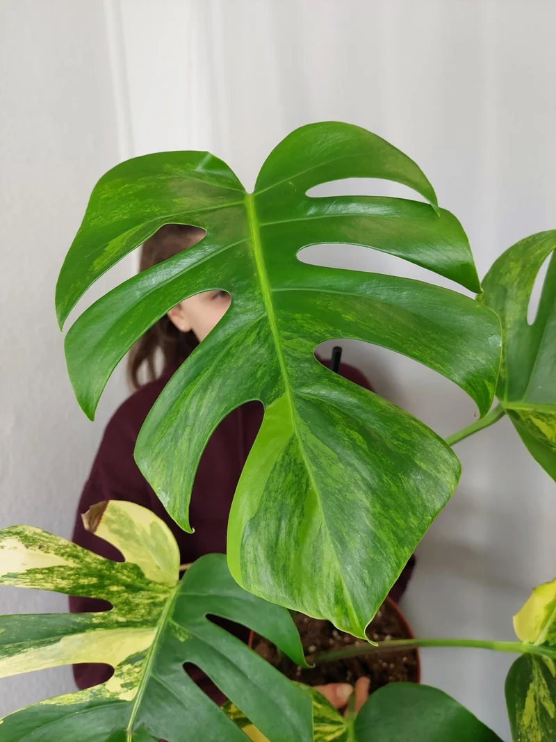 Monstera Aurea