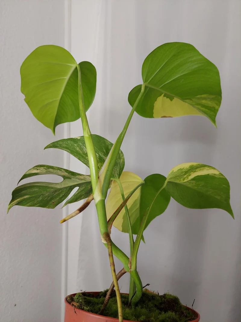Monstera Aurea