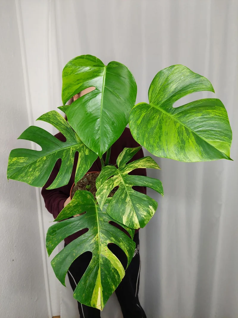 Monstera Aurea