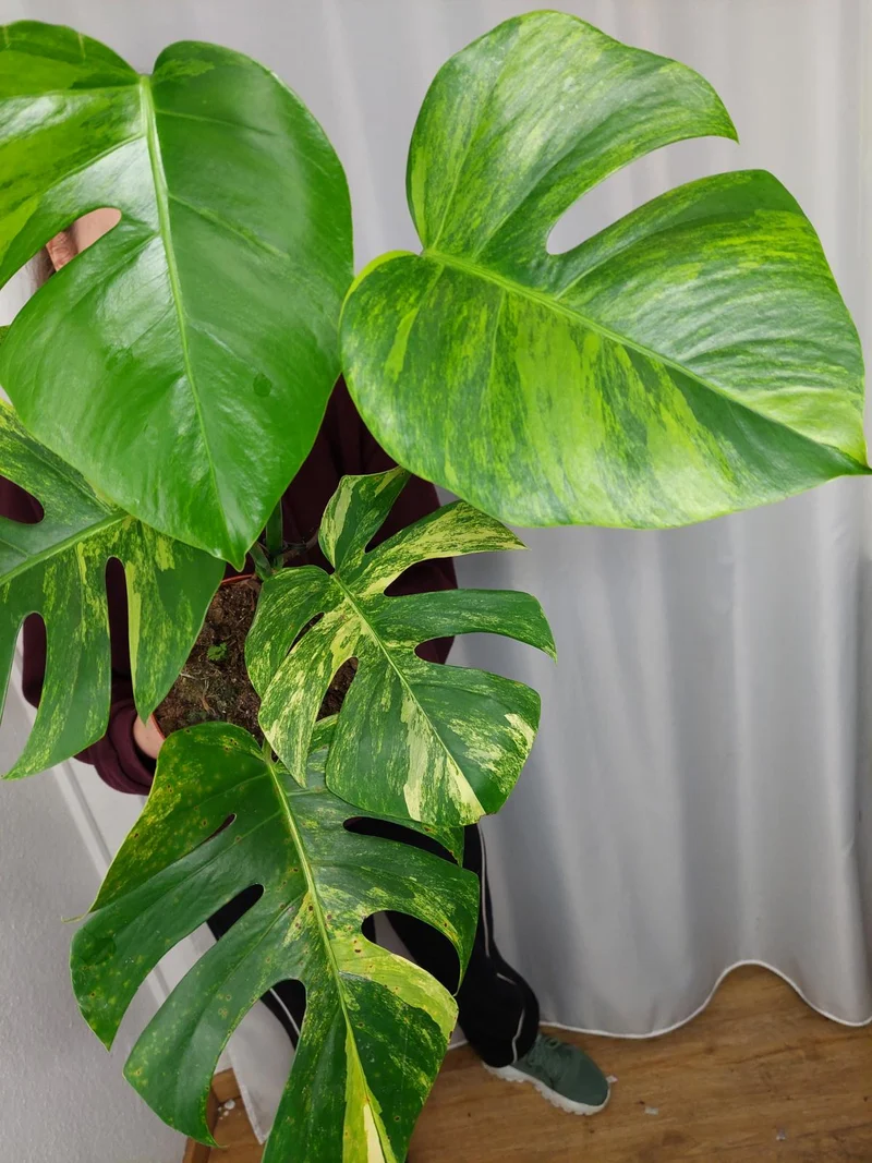 Monstera Aurea